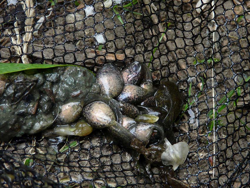 Triturus alpestris apuanus sulla Collina Torinese